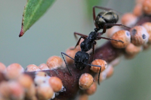 Sugar Ant (Camponotus sp) (Camponotus sp)